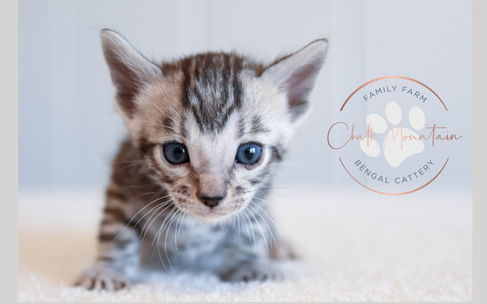 Bengal kitten for sale